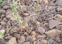 abono ecológico Alfalfa Amino