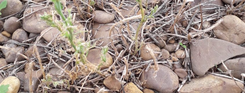 abono ecológico Alfalfa Amino