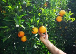 mejorar el calibre de las naranjas