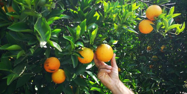 mejorar el calibre de las naranjas