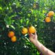 mejorar el calibre de las naranjas