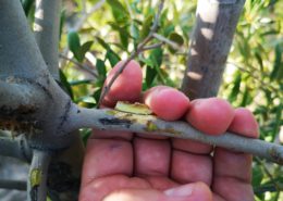 Mejora la maduración del fruto con Agro Enhancer Mn