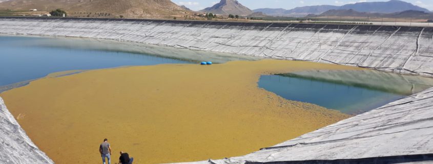 eliminar el alga amarilla en balsas de riego