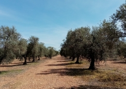 Cómo evitar la aparición de la tuberculosis del olivo con Agro Enhancer Mn®y Dynatens®
