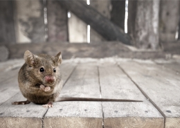 Cómo eliminar ratas y ratones de forma efectiva