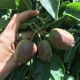 Cómo fortalecer árboles de Manzanas Golden tras estrés térmico con Silamol®