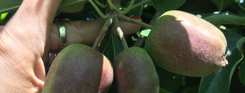 Cómo fortalecer árboles de Manzanas Golden tras estrés térmico con Silamol®