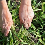 Cómo eliminar las malas hierbas