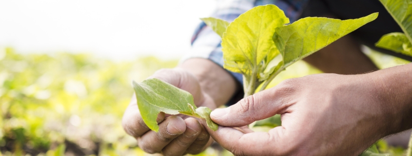 Cómo facilitar la absorción de nutrientes en cultivos